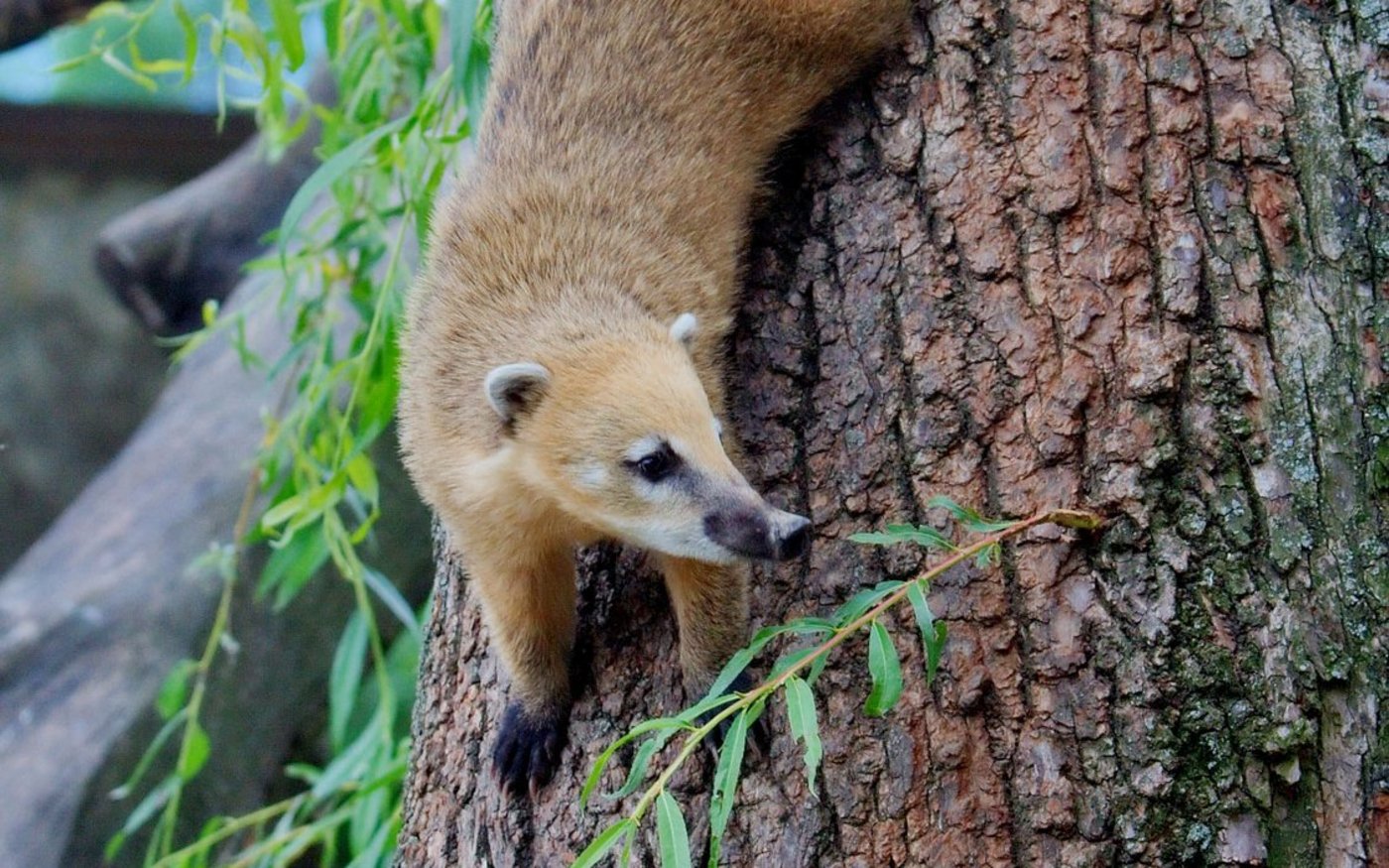 Der Nasenbär ist das diesjährige Bielsteiner Orakel - Foto: MatthiasKabel, Wikipedia, CC-BY-SA-2.5,2.0,1.0