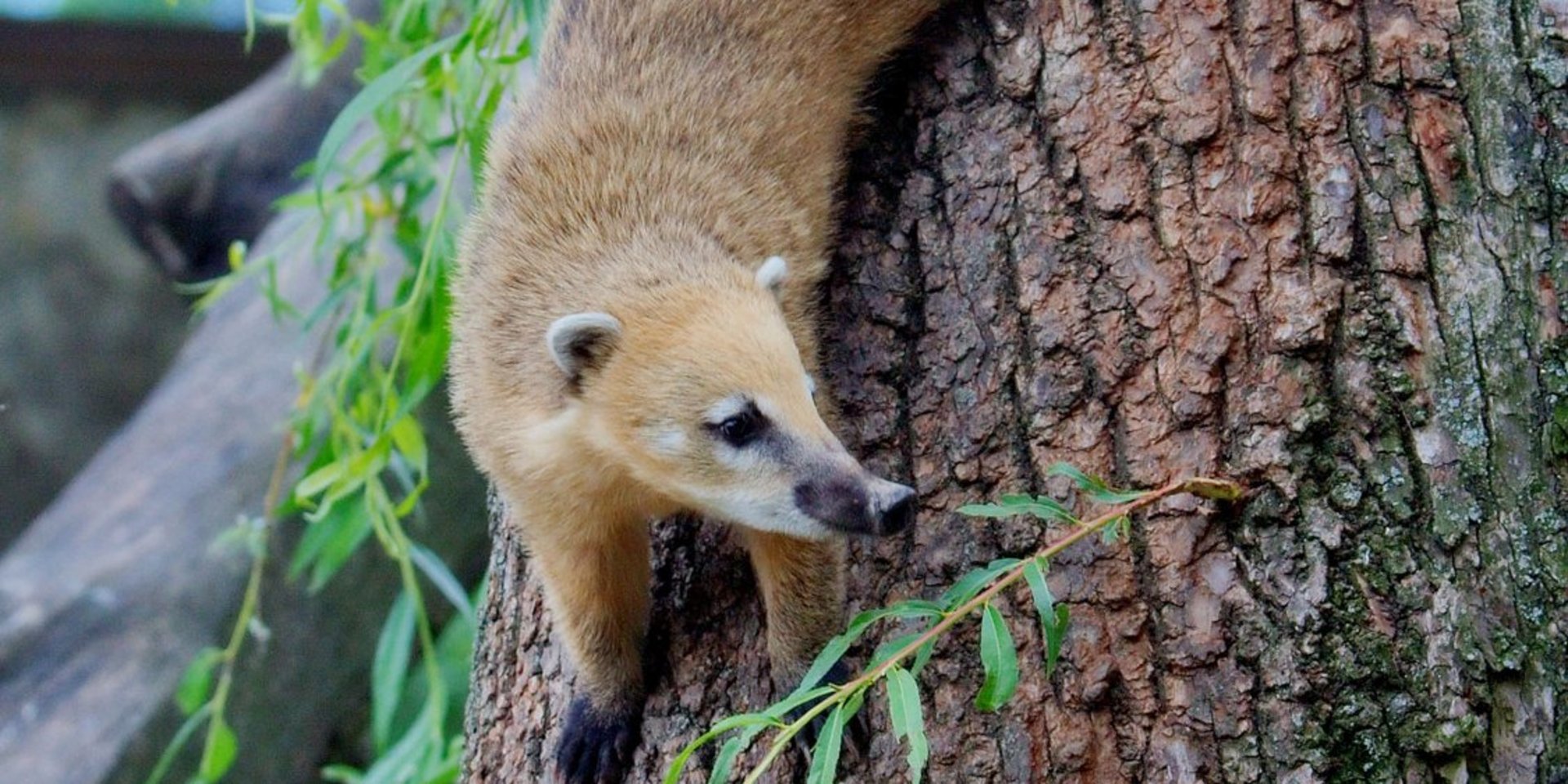 Der Nasenbär ist das diesjährige Bielsteiner Orakel - Foto: MatthiasKabel, Wikipedia, CC-BY-SA-2.5,2.0,1.0